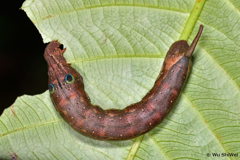 Full-grown larva of Cechetra lineosa, Taiwan. Photo: © Wu ShiWei.