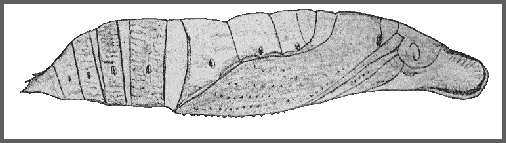 Pupa of Cechetra lineosa. Image: Mell, 1922b