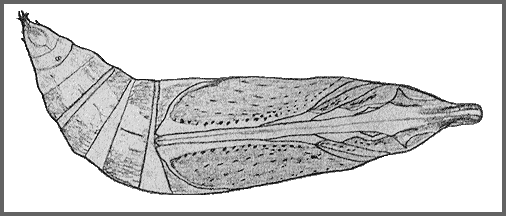 Pupa of Cechetra lineosa. Image: Mell, 1922b