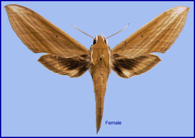 Female Cechetra minor. Photo: © NHMUK