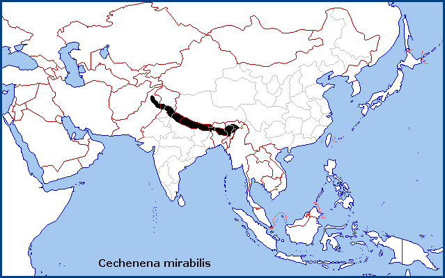 Global distribution of Cechenena mirabilis. Map: © Tony Pittaway.