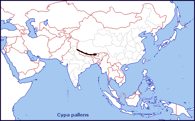 Global distribution of Cypa pallens. Map: © Tony Pittaway.