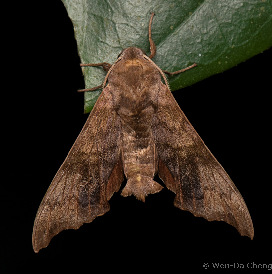 Male Cypoides parachinensis, Mengla County, Xishuangbanna, Yunnan, China, 700m. Photo: © WenDa Cheng.