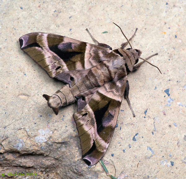 Adult Craspedortha porphyria porphyria, Wuhan, Hubei, China, 105m, 25.v.2019. Photo: © He JiBai, 2019.