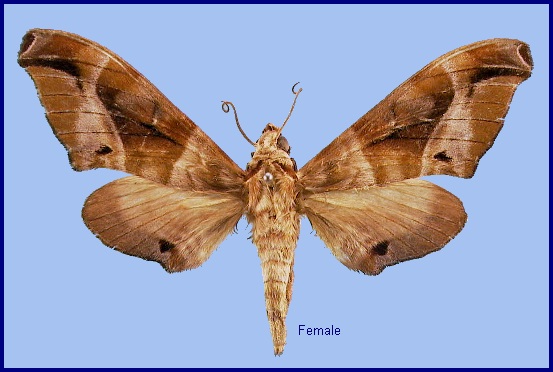 Female Craspedortha porphyria porphyria. Photo: © NHMUK