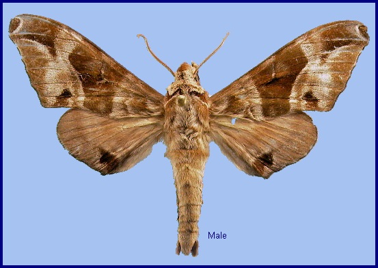 Male Craspedortha porphyria porphyria. Photo: © NHMUK