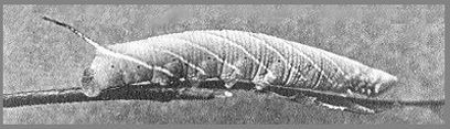 Larva of Craspedortha porphyria porphyria. Photo: Mell, 1922b