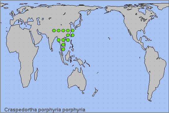 Global distribution of Craspedortha porphyria. Map: © NHMUK.