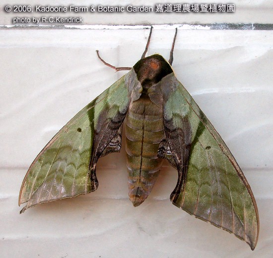 Unfaded adult Callambulyx rubricosa rubricosa, Hainan, China. Photo: © Roger Kendrick