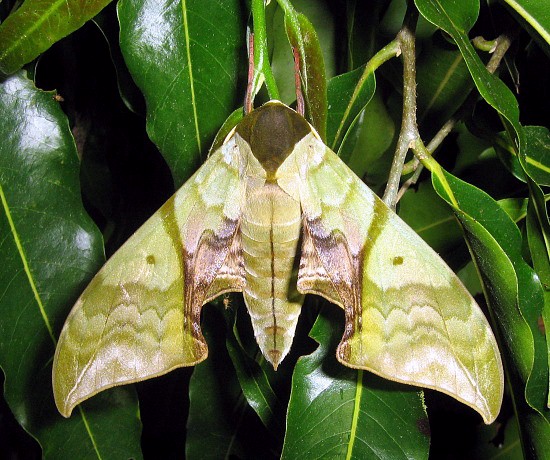 Unfaded adult Callambulyx rubricosa rubricosa, Taplon NP, Nakhon Ratchasima, Thailand, 27.vi.2006, 700m. Photo: © Thomas Ihle.