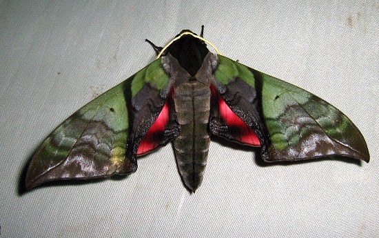 Unfaded adult Callambulyx rubricosa rubricosa, Doi Angkhang, Chiang Mai, Thailand, 20.vii.2006, 1400m. Photo: © Thomas Ihle.