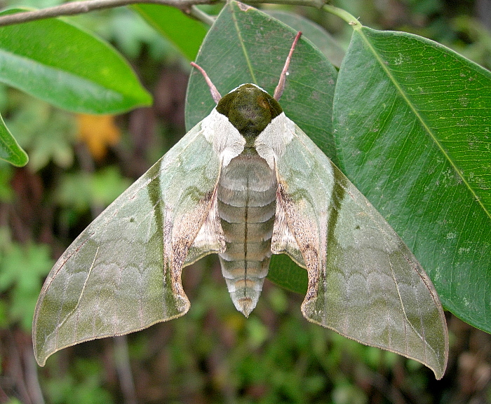 Unfaded male Callambulyx rubricosa rubricosa, Mai Chau, Hoa Binh Province, Vietnam, 29.iv.2011. Photo: © Tony Pittaway.