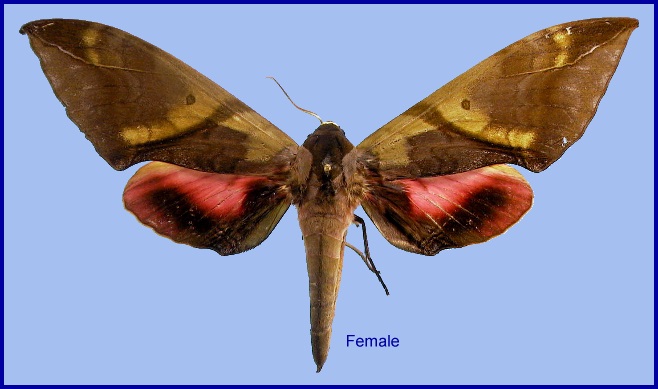 Female Callambulyx rubricosa rubricosa. Photo: © NHMUK