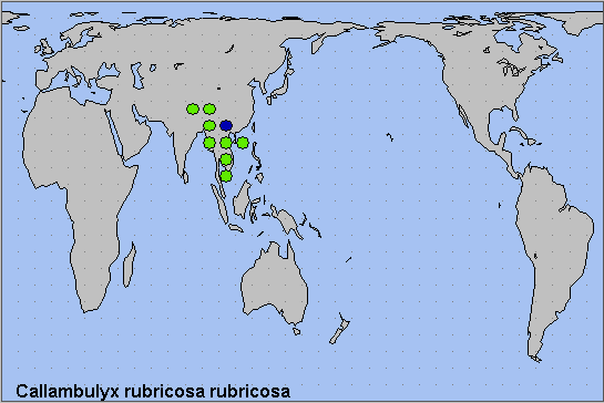 Global distribution of Callambulyx rubricosa rubricosa. Map: © NHMUK.
