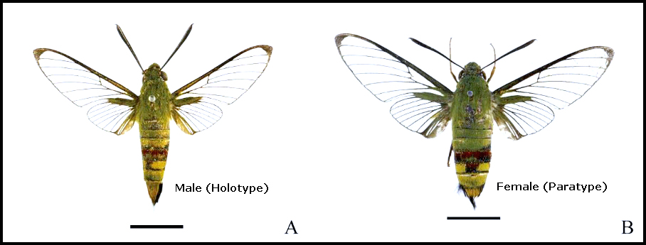 Male (A, HOLOTYPE) and female (B, PARATYPE) Cephonodes sanshaensis, Jinqin Island, Xisha Islands/Paracel Islands, South China Sea, 26.vii.2021, leg. Min Deng. Photo: © Deng, Wang, Tang, Cai, Ma, Wang & Huang, 2024