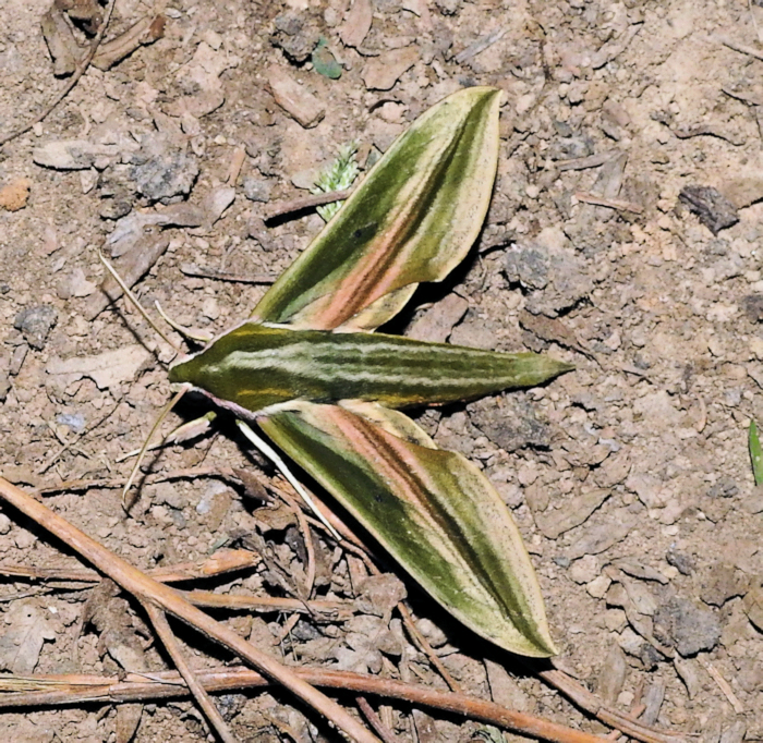 Male Cechetra scotti (normal form), Palanchai Meadows, Swat Valley, Khyber Pakhtunkwa, Pakistan, 26.vii.2024. Photo: © Azan Karam.