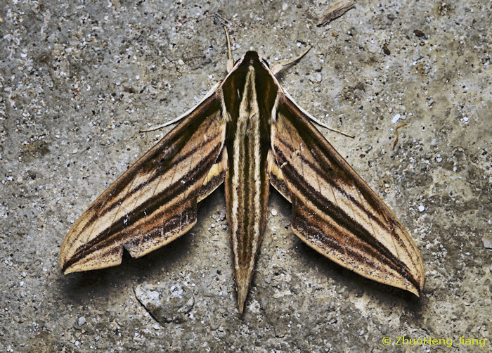 Cechetra scotti (dark form), Gongshan Derung and Nu Autonomous County, Yunnan, China, 23.vi.2024. Photo: © ZhuoHeng Jiang.