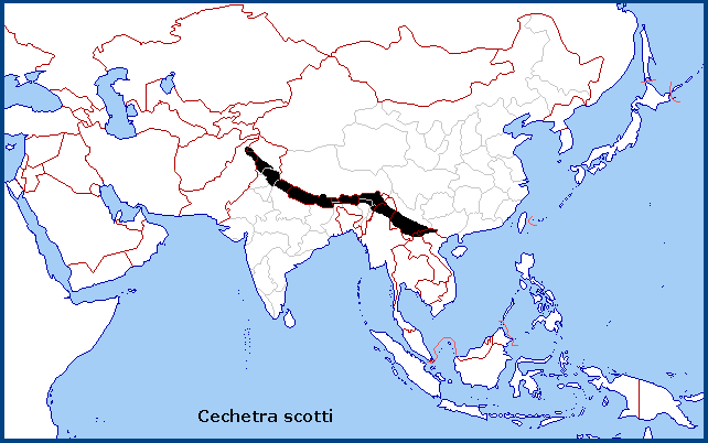 Global distribution of Cechetra scotti. Map: © Tony Pittaway.