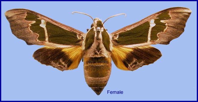 Female Cizara sculpta. Photo: © NHMUK