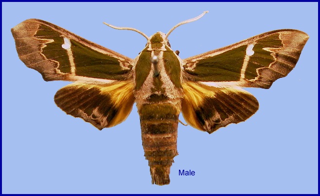 Male Cizara sculpta. Photo: © NHMUK