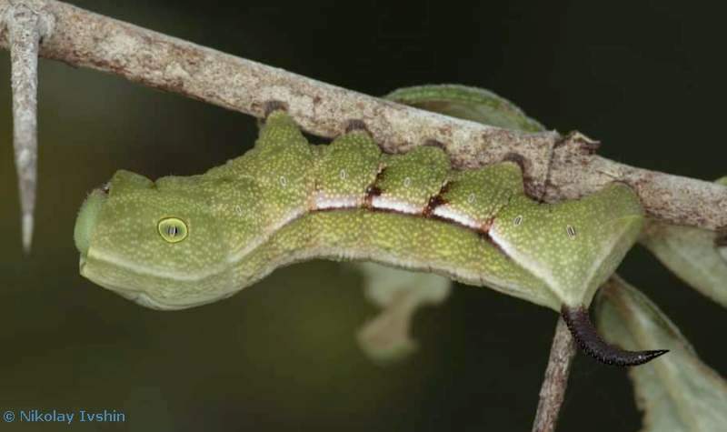 Early final instar larva of Cizara sculpta, Siem Riap, Cambodia, 2016. Photo: © Nikolay Ivshin, 2016.