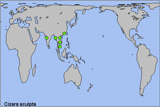 Global distribution of Cizara sculpta. Map: © NHMUK.