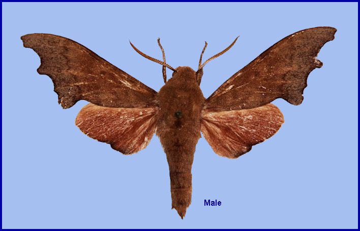 Upperside of male Cypa shaanxiana, Foping Nature Reserve, Taibai Shan, Qinling, Shaanxi, China. HOLOTYPE. Photo: © Ronald Brechlin.