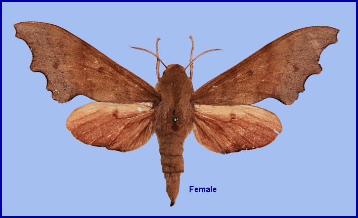 Upperside of female Cypa shaanxiana, Foping Nature Reserve, Taibai Shan, Qinling, Shaanxi, China. ALLOTYPE. Photo: © Ronald Brechlin.