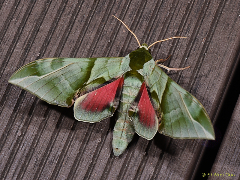 Male Callambulyx sichangensis, Kunming, Yunnan, China, 20.viii.2021. Photo: © Shi-Wei Guo.