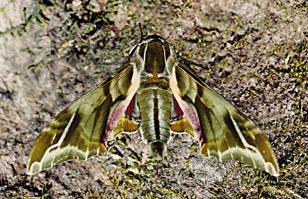 Male Callambulyx sinjaevi, Taibai Shan, Shaanxi, China. Photo: © Viktor Sinjaev.