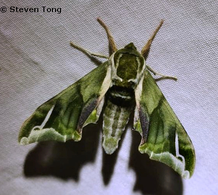 Male Callambulyx sinjaevi, Qinling, Shaanxi, China, v.2022. Photo: © Steven Tong.