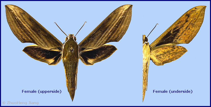 Female Cechetra striata, Wuxi County, Chongqing, China. Photo: © ZhuoHeng Jiang.