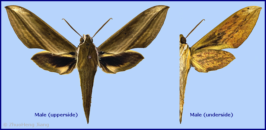 Male Cechetra striata, Taishun County, Zhejiang, China. Photo: © ZhuoHeng Jiang.