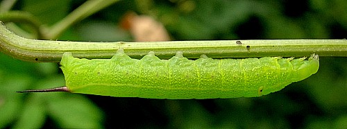 Third instar larva of Cechetra striata, Hangzhou, Zhejiang, China, 17.vii.2007. Photo: © Tony Pittaway.