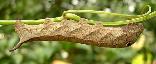 Full grown larva of Cechetra striata, Hangzhou, Zhejiang, China, 19.vii.2007. Photo: © Tony Pittaway.