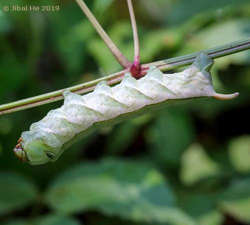 Final instar larva of Cechetra striata (green form), Xianning, Hubei, China, 11.vi.2019. Photo: © He JiBai.