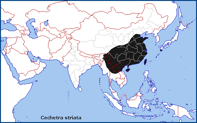 Global distribution of Cechetra striata. Map: © Tony Pittaway.