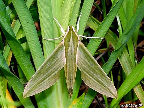 Adult Cechetra subangustata, Bukit Fraser, Malaysia. Photo: © CheongWeei Gan.