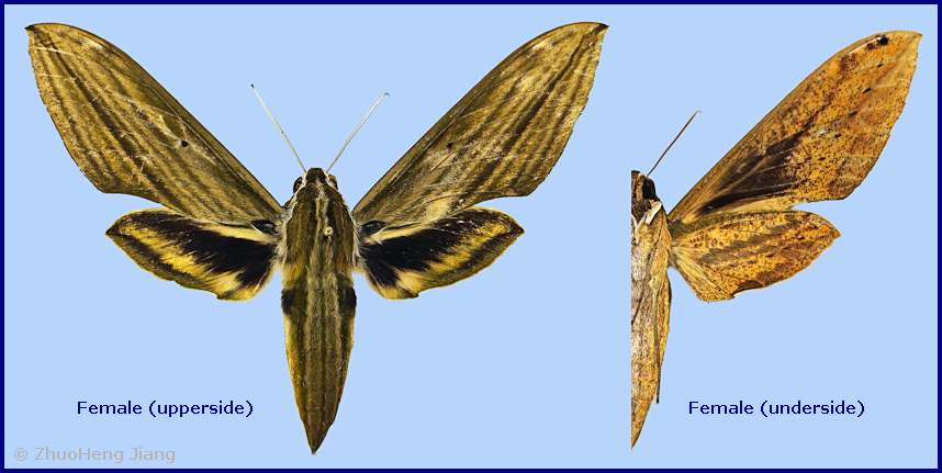 Female Cechetra subangustata, Wuzhishan, Hainan, China. Photo: © ZhuoHeng Jiang.