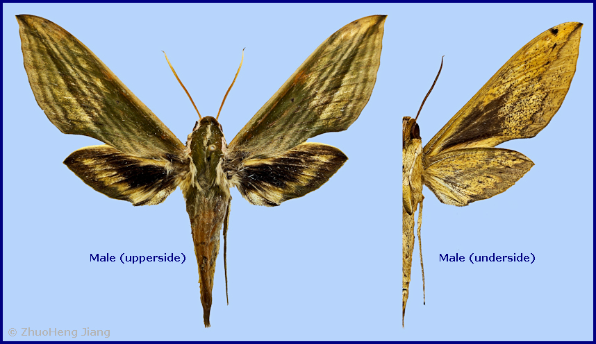 Male Cechetra subangustata, Taitung, Taitung Hsien, Taiwan. Photo: © ZhuoHeng Jiang.