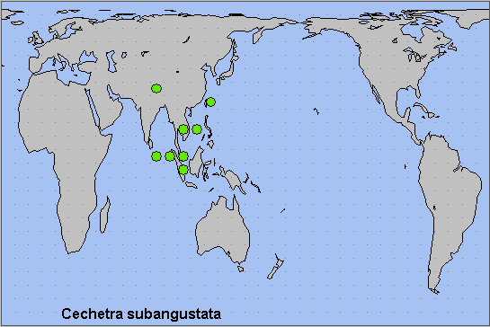 Global distribution of Cechetra subangustata. Map: © NHMUK.