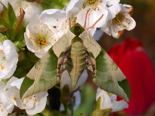 Resting adult of Callambulyx tatarinovii, North Korea. Photo: © Jean Haxaire.