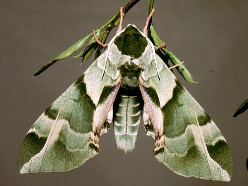 Resting male of Callambulyx tatarinovii tatarinovii, Beijing, China. Photo: © Tony Pittaway.