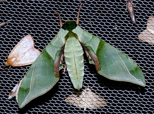 Resting Callambulyx tatarinovii tatarinovii (long-winged form), Jiucai Ling, Guizhou, China. Photo: © Viktor Sinjaev.