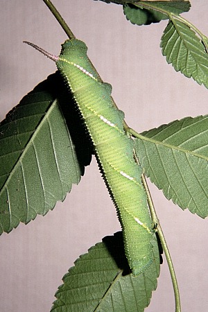 Larva of Callambulyx tatarinovii tatarinovii, Beijing, China, 26.viii.2003. Photo: © Tony Pittaway.