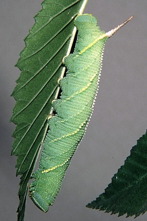Larva of Callambulyx tatarinovii tatarinovii, Beijing, China, 26.viii.2003. Photo: © Tony Pittaway.