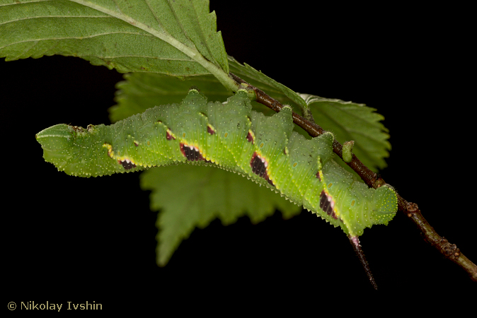 Larva of Callambulyx tatarinovii tatarinovii (heavily marked), Slavyanka, Khabarovskiy Krai, Russian Far East, August 2020. Photo: © Nikolay Ivshin.