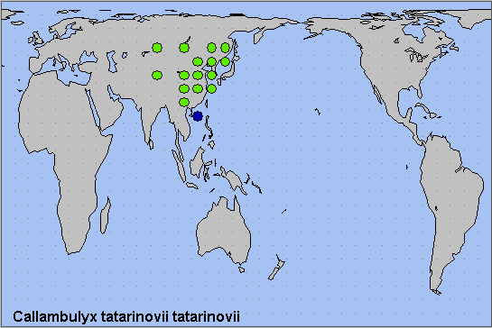 Global distribution of Callambulyx tatarinovii tatarinovii. Map: © NHMUK.