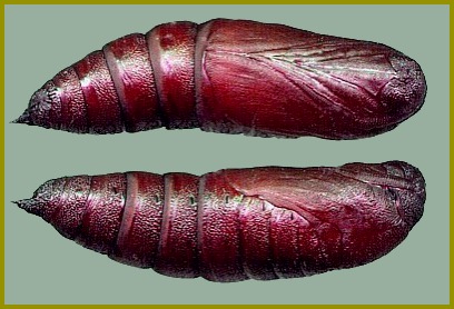 Pupa of Callambulyx tatarinovii tatarinovii, Beijing, China. Photo: © Tony Pittaway.