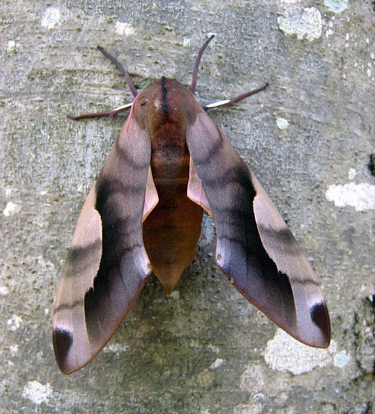 Female Clanis titan, Khao Yai NP, Nakhon Ratchasima, Thailand, 23.viii.2006, 400m. Photo: © Thomas Ihle.